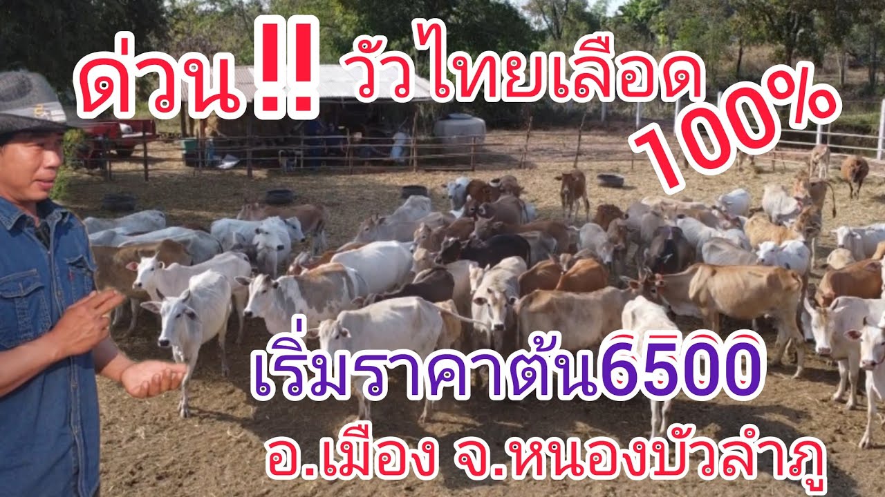 #ราคาวัววันนี้เริ่มต้น6500!!ช้าหมด!! รีบเลยใครหาอยู่!! อีสานตอนบนมาแล้ว!อ.เมืองจ.หนองบัวลำภู