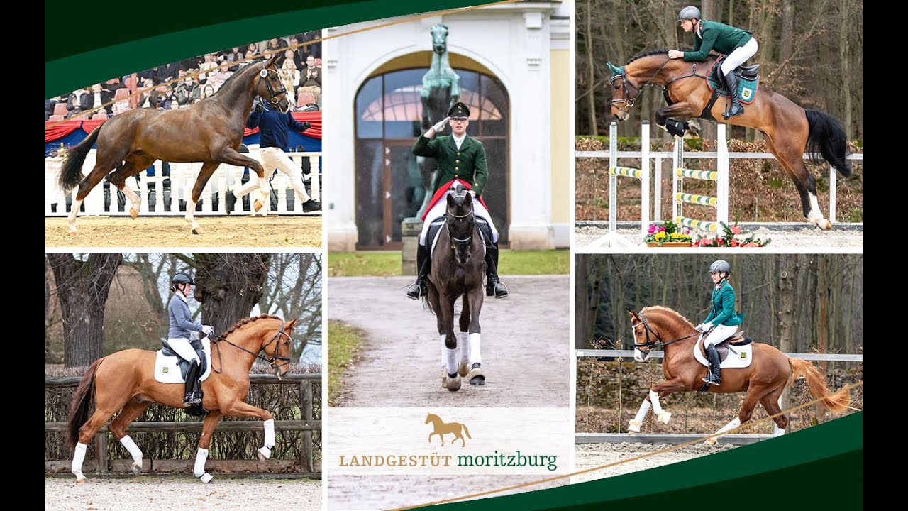 Hengstpräsentation der Reitpferde und Reitponys 2023