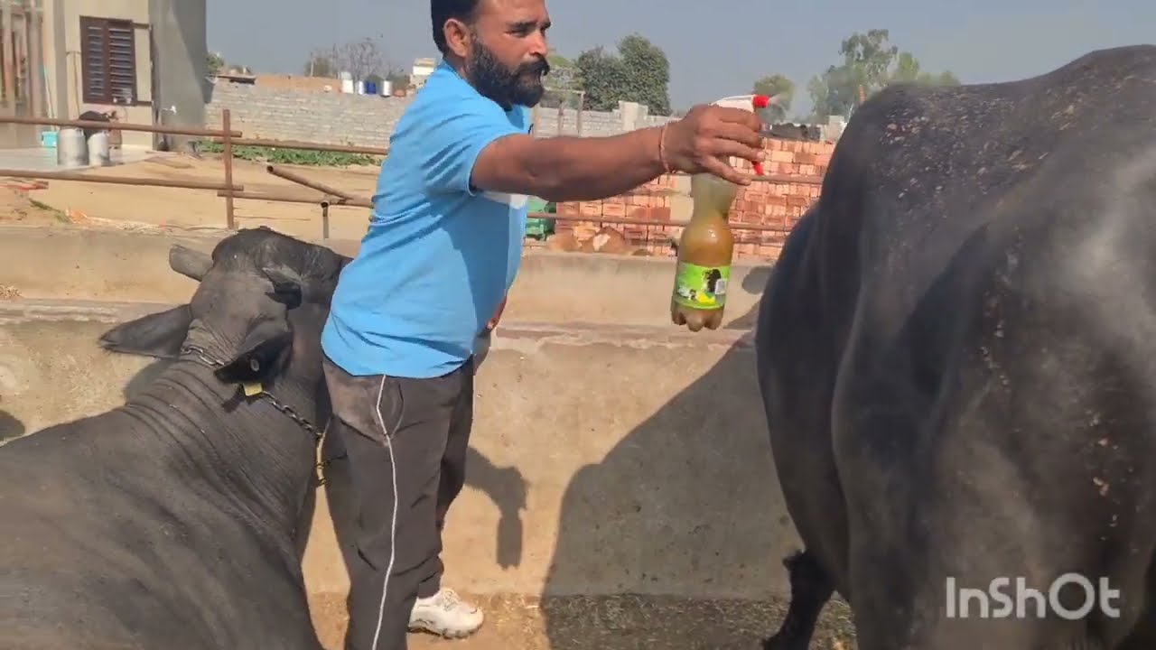 ਅੱਜ ਕਰਲੀ ਦਵਾਈ ਤਿਆਰ ਮੱਖੀਆ ਤੇ ਮੱਖ ਦੀ ਕਰੋ ਚੈੱਕ