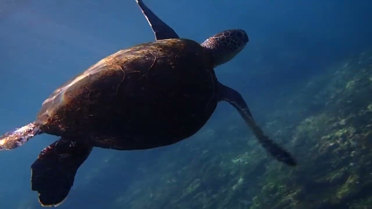 あのカメを忘れない