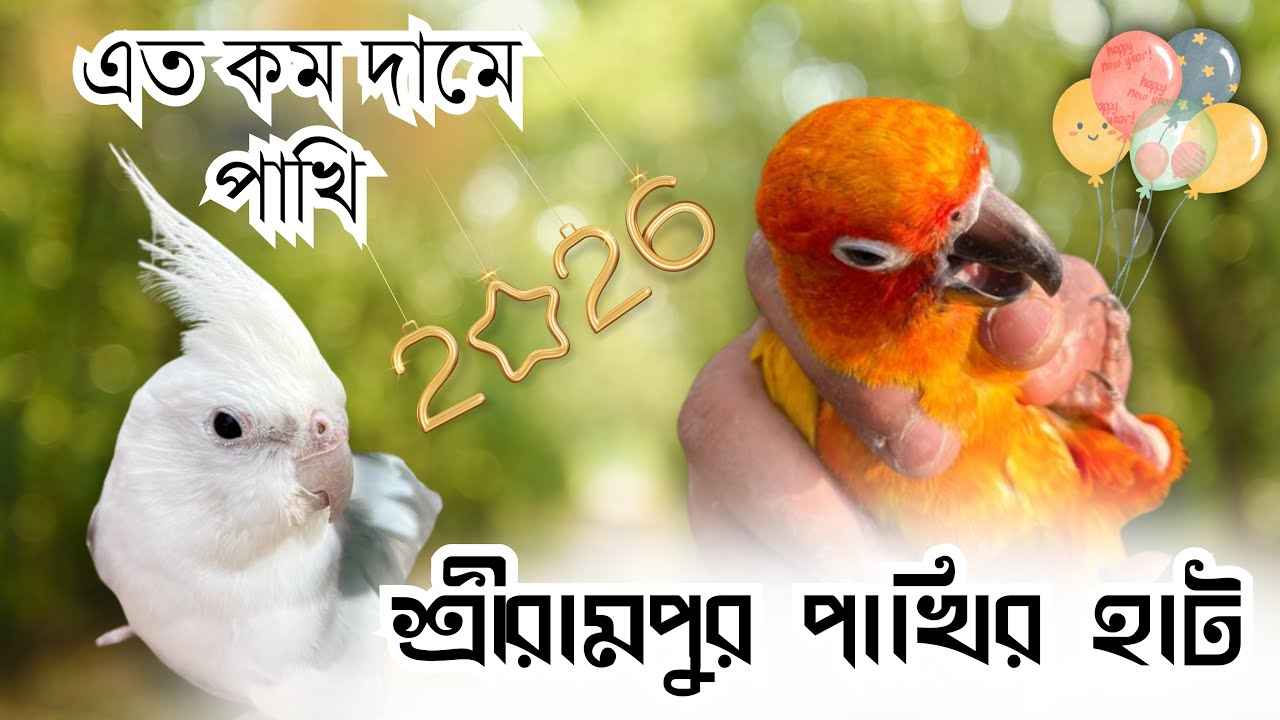 Kolkata Bird Market Surprise! এত কম দামে পাখি 😱 | Serampore Pet Market