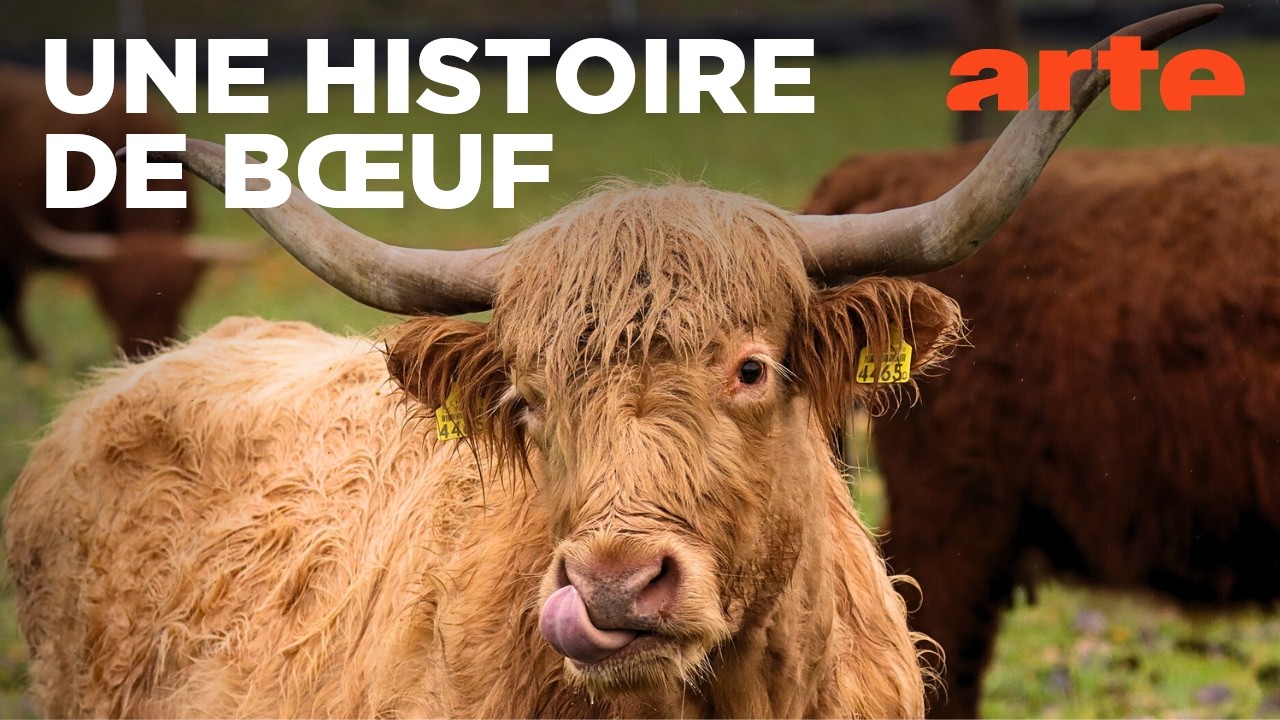 Le bœuf à la conquête des prairies | Meuh! L'épopée des cornes (1/4) | ARTE Évasion