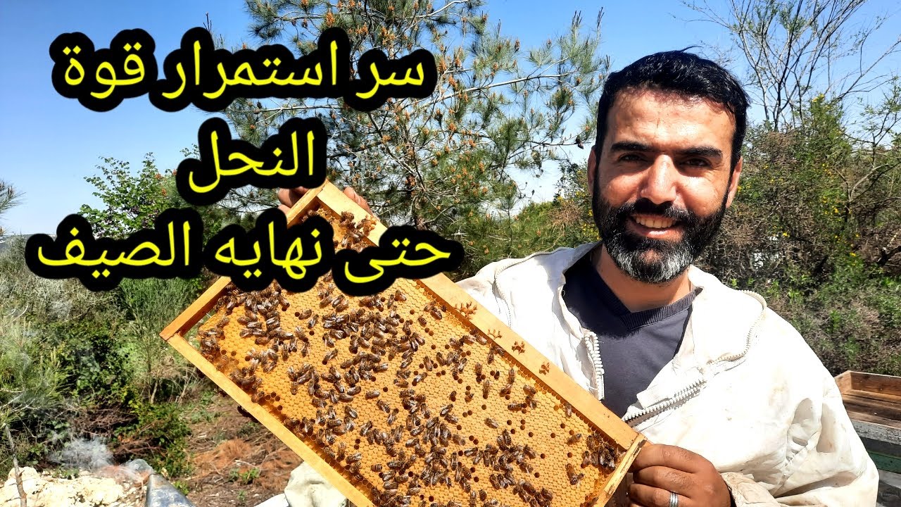 سر النحل القوي حتى نهايه الصيف