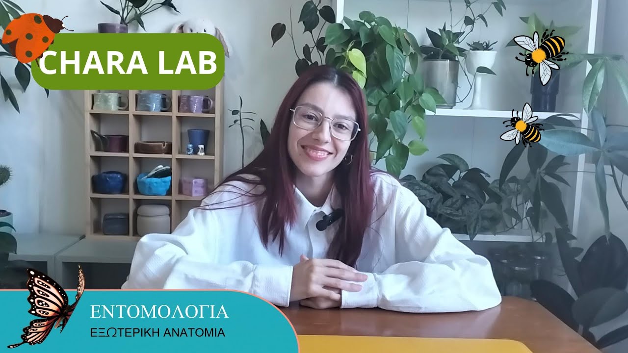 Έντομα : Βασική εξωτερική ανατομία! // Chara Lab