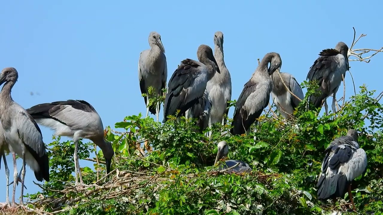 AMAZING LIFE OF BIRDS Wildlife Documentary 0001