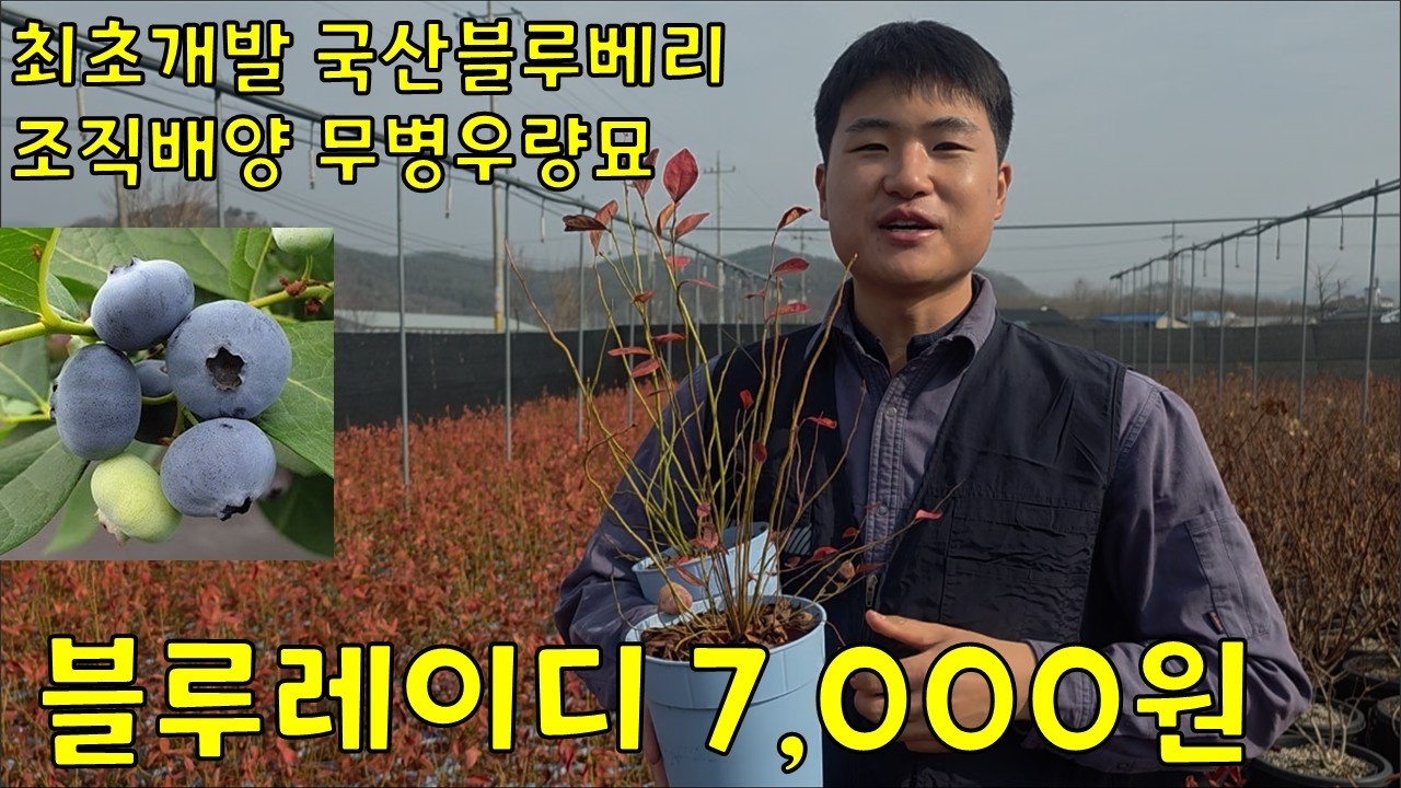 나무 상태가 너무 좋아요!! 블루레이디 7천원 판매합니다