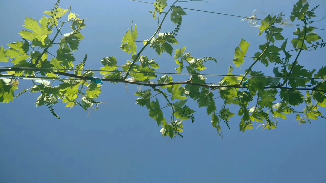 ВИНОГРАД НА ГОРИЗОНТАЛЬНОЙ ШПАЛЕРЕ 🍇