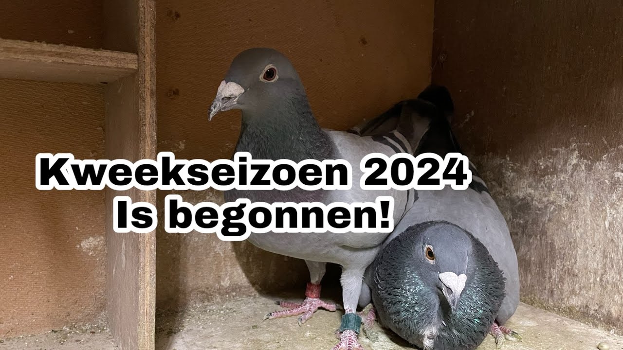 Kweekseizoen 2024 is Begonnen! | Duiven gekoppeld! | Postduiven