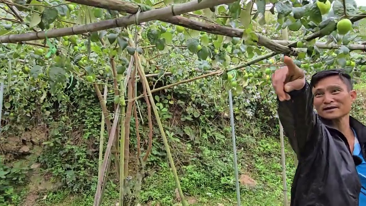 THAM QUAN VƯỜN TÁO ĐÀI NHÀ CHÚ ĐẠT THẮM PHÁT HIỆN GIỐNG TÁO 150K/1KG TẠI KHUÔN LƯƠNG TÂN HOA 