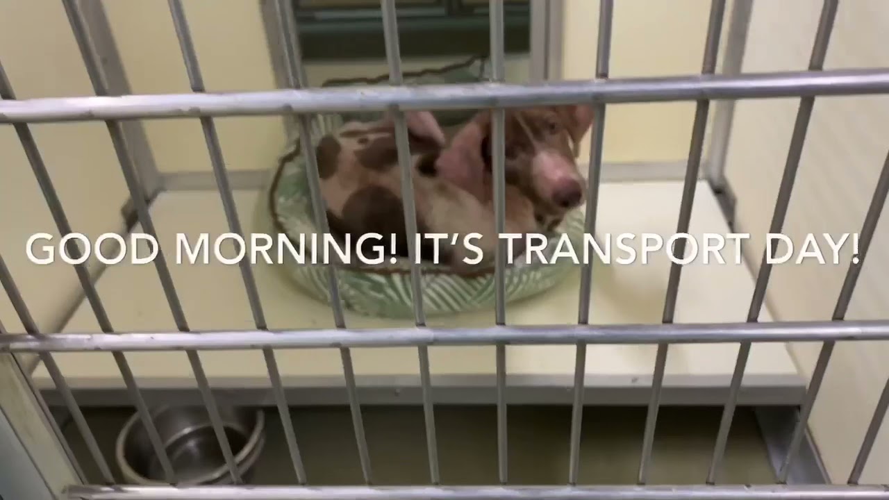 Scabies Babies Transport Day