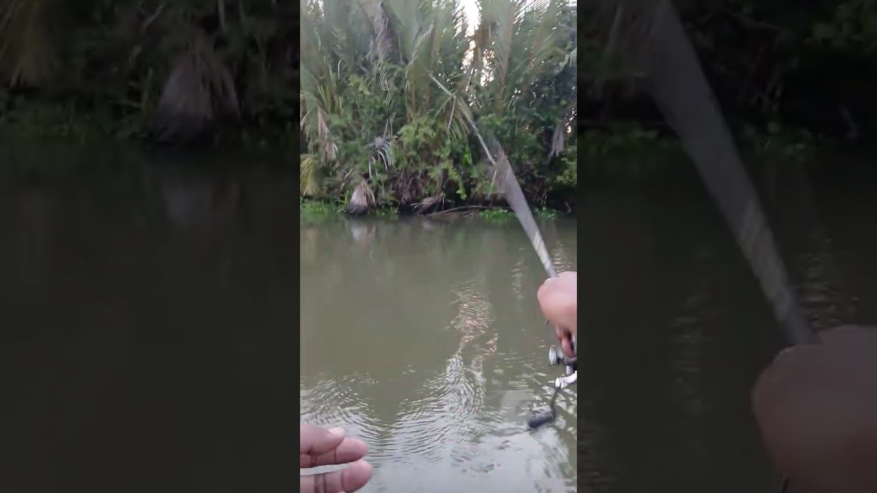 Umpan jatuh langsung disambut predator