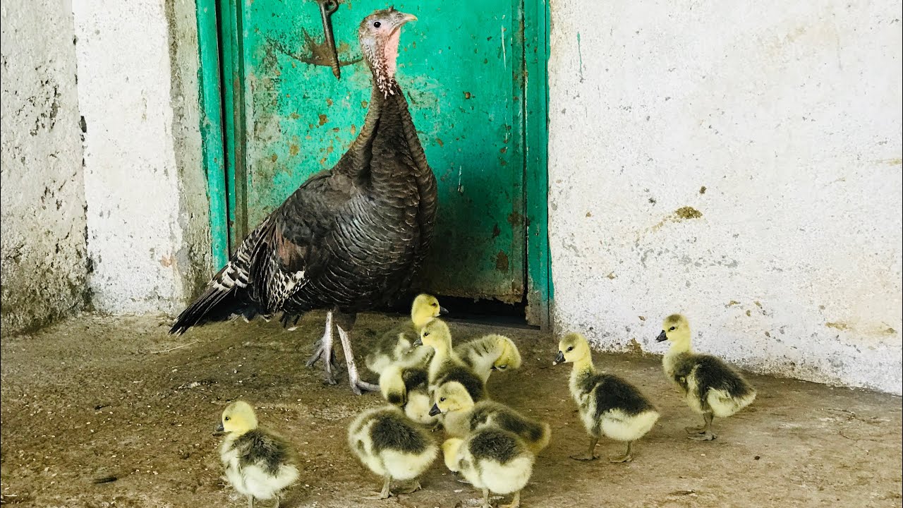 Hindinin altına Çin kazı yumurtası koyduk bakın nasılda  çıkardı hepsini 👍👍👍