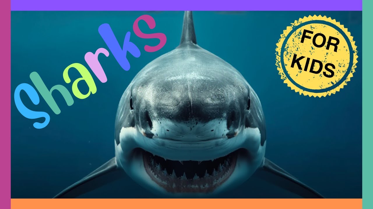 🦈Акулы для детей🦈 Интересные факты об акулах🦈 Образовательное видео для детей
