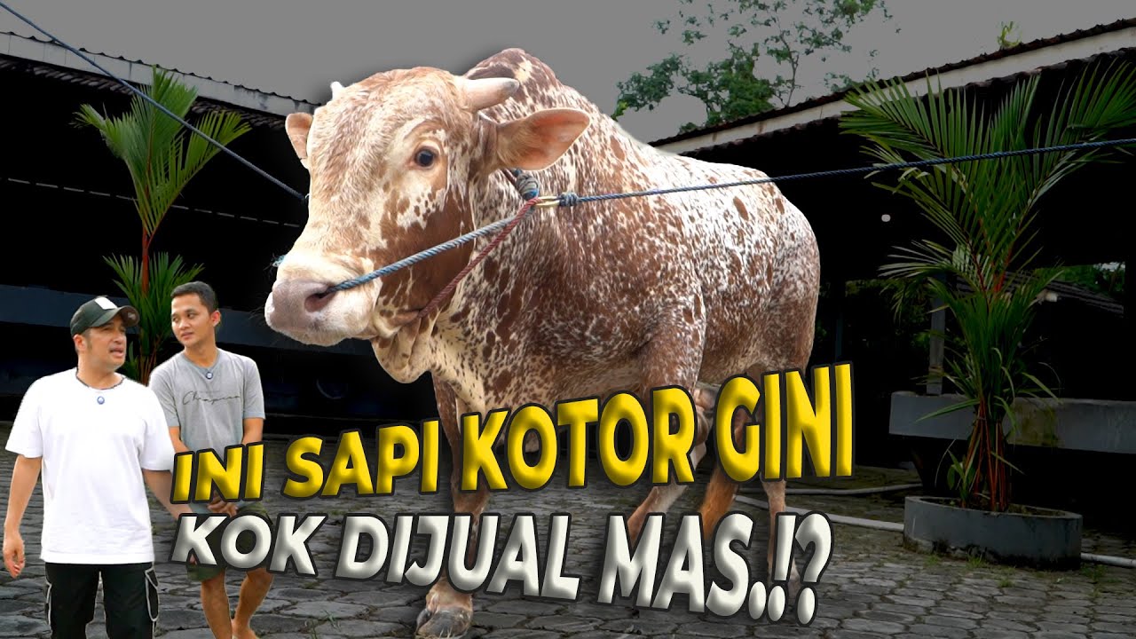 ANEH BANGET! GW BARU LIAT SAPI LIMOSIN BENTUKNYA GINI..!