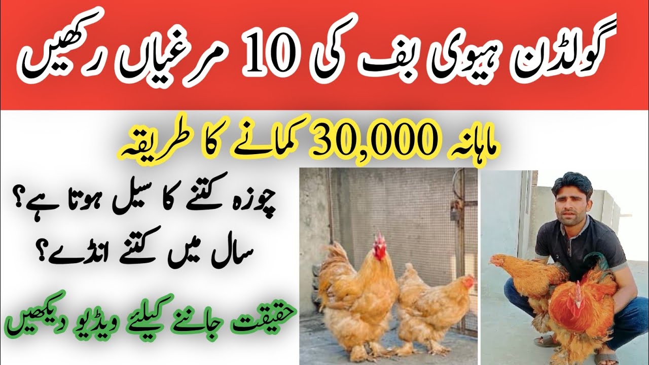 Golden Heavy Buff Farming In Pakistan | Heavy buff profit business