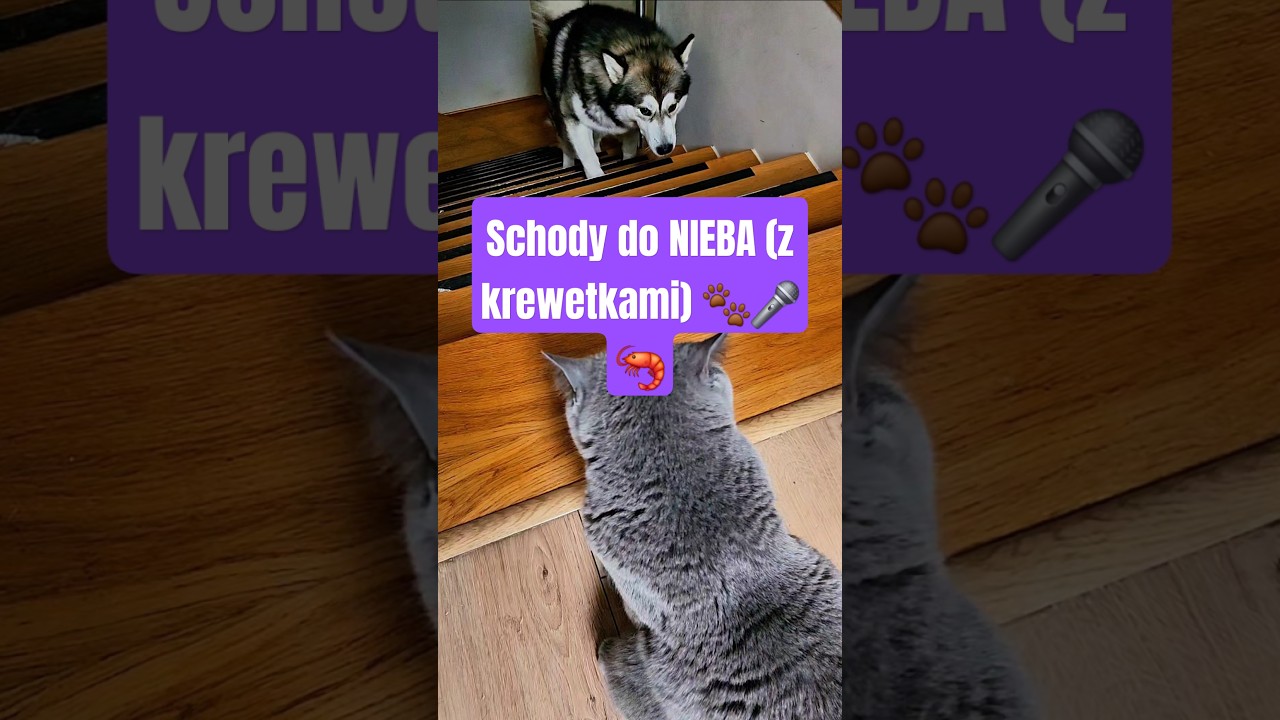 On nie idzie. On śpiewa. O misce. 