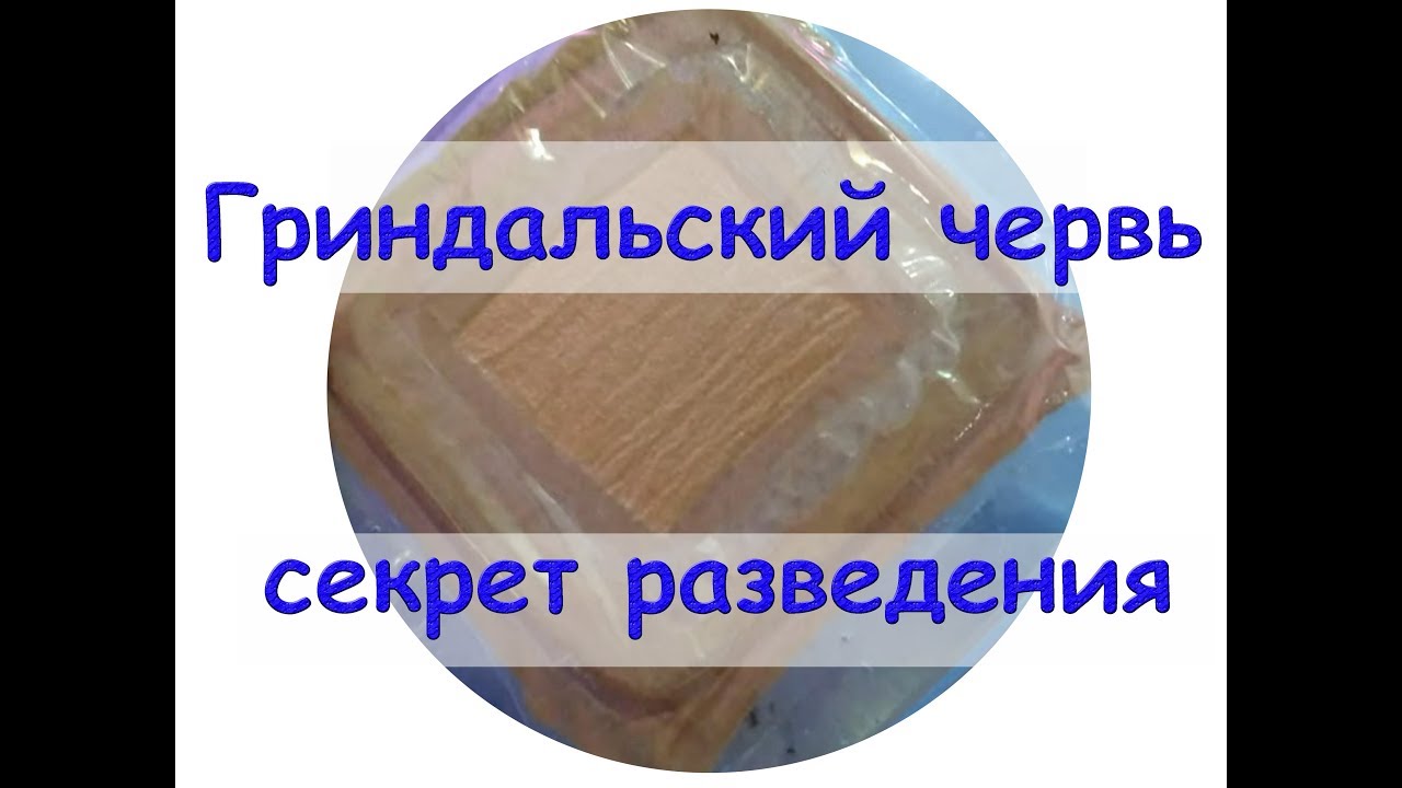 Секрет разведения гриндальского червя и перезапуск контейнера