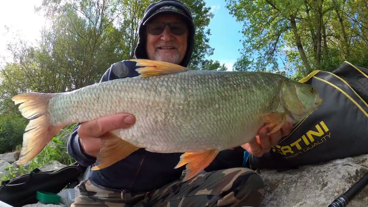 The Blue River #ticino #bolognese #angler #barbel #fishing #pesca #fishinglife #fish  