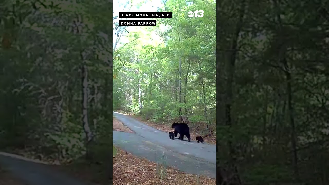 Mama bear and cubs!