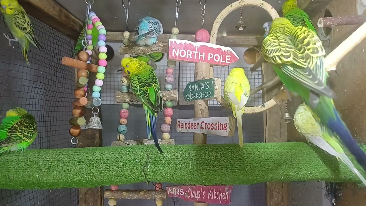 Today’s guest – the talkative parrot 😅