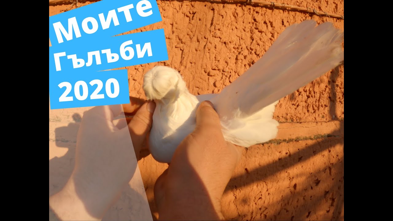 Моите Гълъби 2020