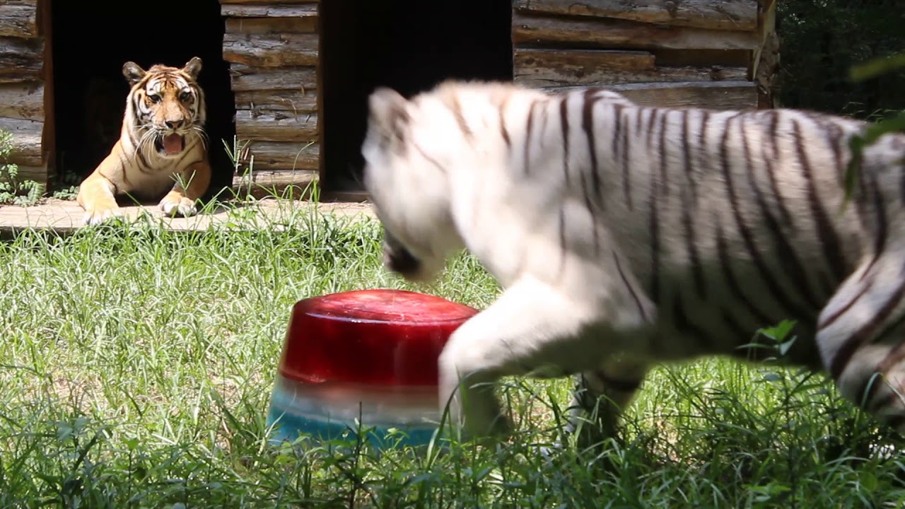 Saber the white tiger can't believe he's getting a Rocket Pop!