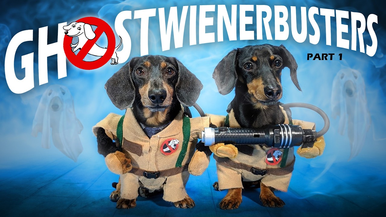 Эпизод 34: GHOSTWIENERBUSTERS — (Смешное и жуткое видео с собаками на Хэллоуин)
