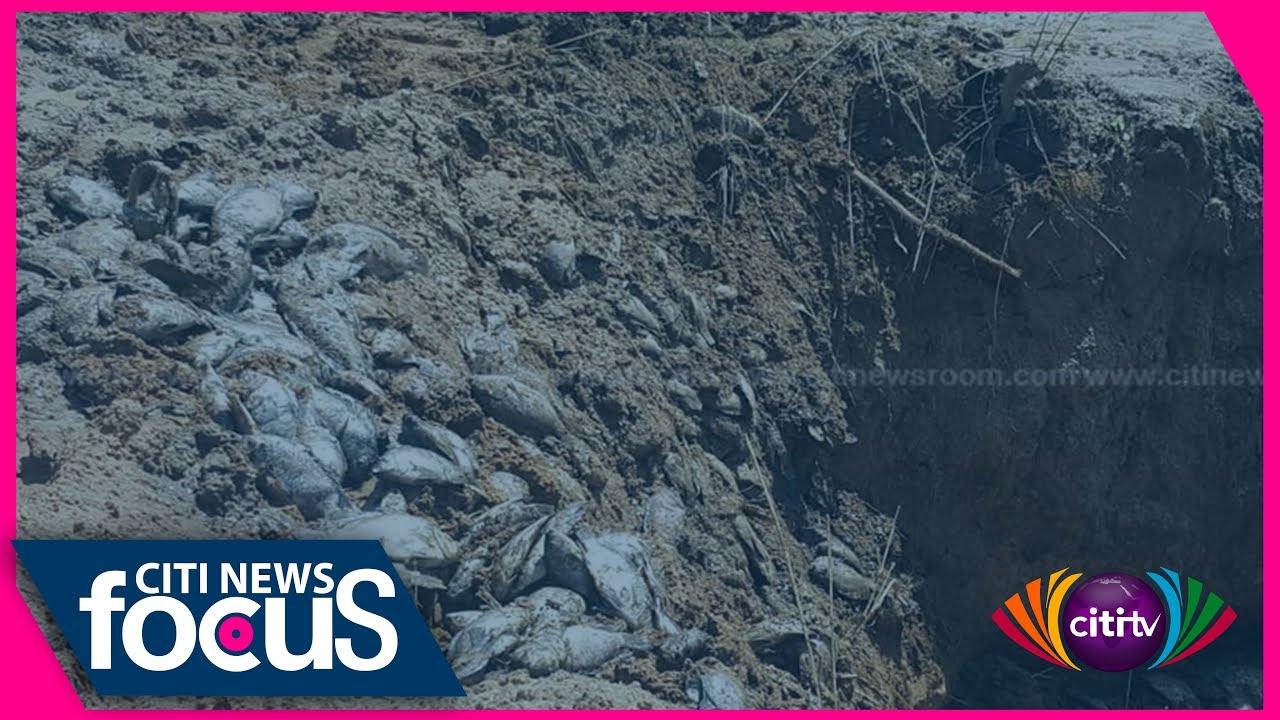 Citi News Focus: Tilapia lovers stop consumption because of 'poison' scare