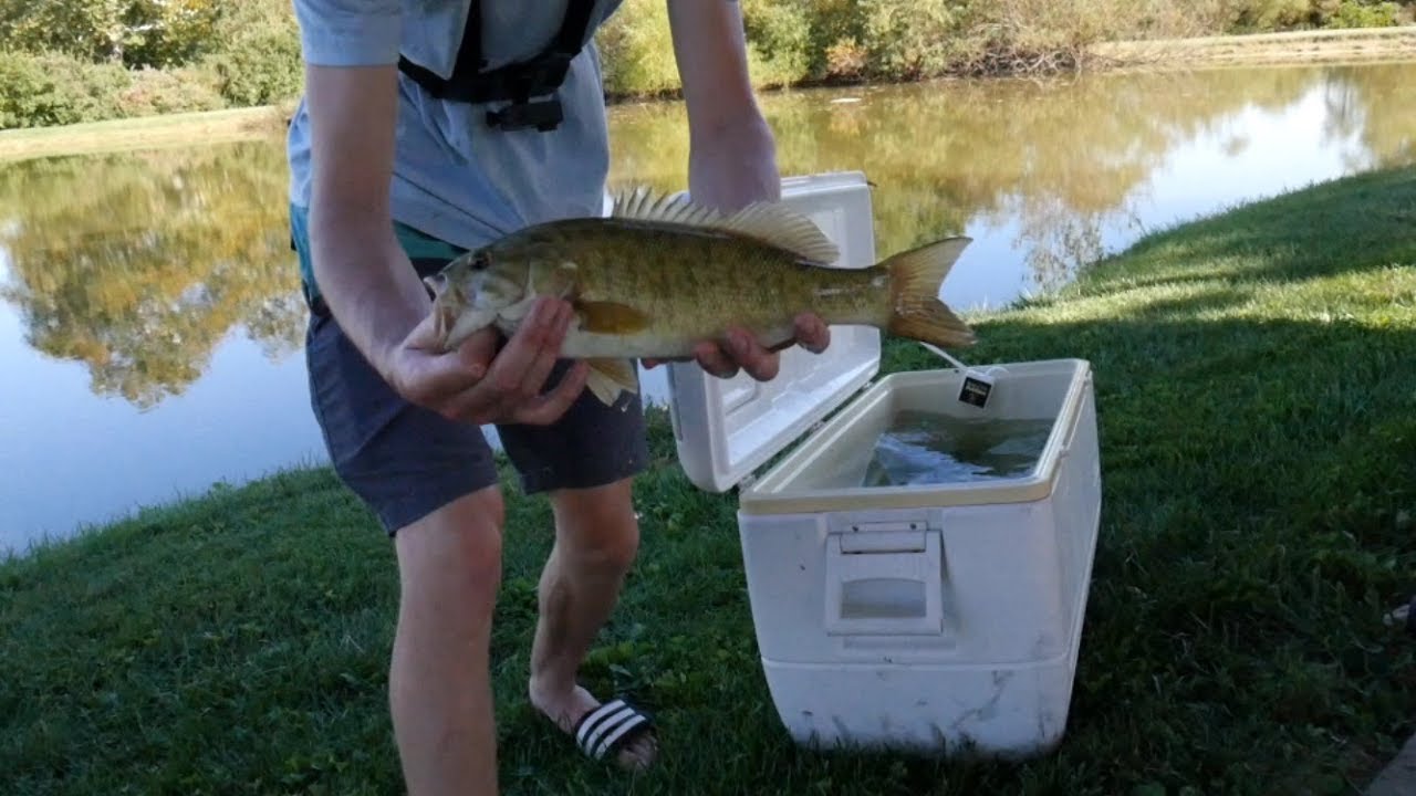 Pond Stocking WILD CAUGHT Smallmouth Bass!!!