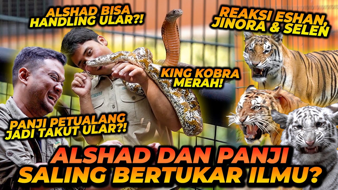 ALSHAD DAN PANJI BERTUKAR ILMU? LANGSUNG BISA HANDLING COBRA MERAH! ESHAN JINORA SELEN KETEMU COBRA!