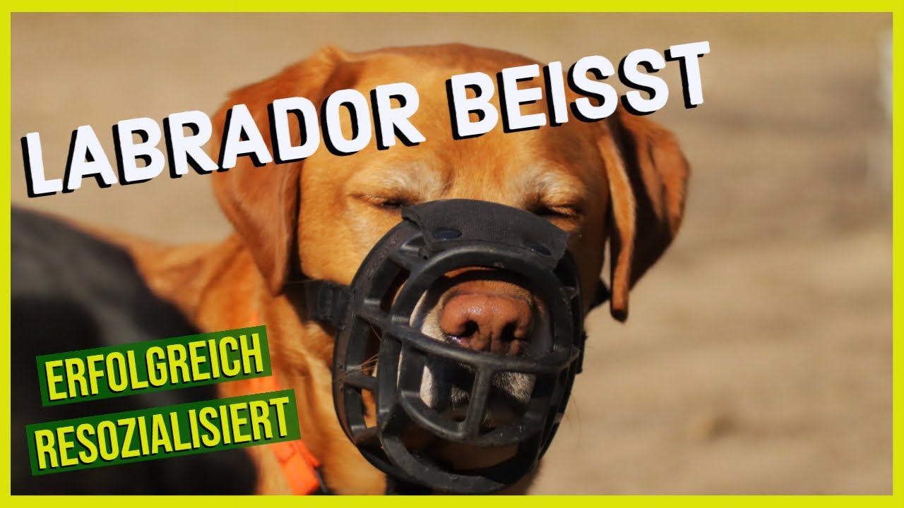 Ein bissiger Labbi! Was ist passiert?