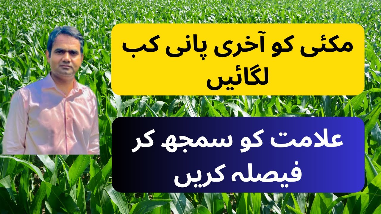 When to apply last irrigation to maize  (مکئی کی فصل کو آخری پانی کب لگانا چاہیے؟ علامات جانیے