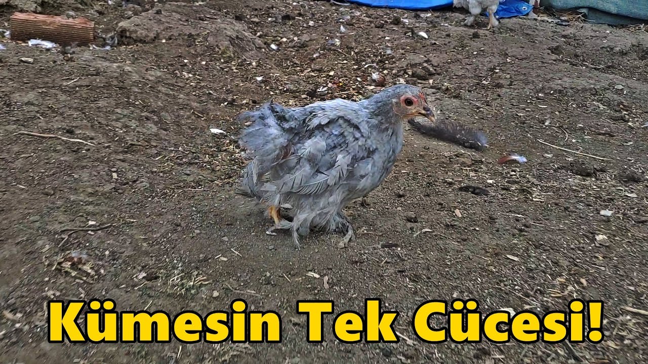 Ördek Kümesini Yıktım!/Lavender Tek Kaldı!#Tekirdağ#civciv#tavuk#kümes#güvercin#ördek#hindi