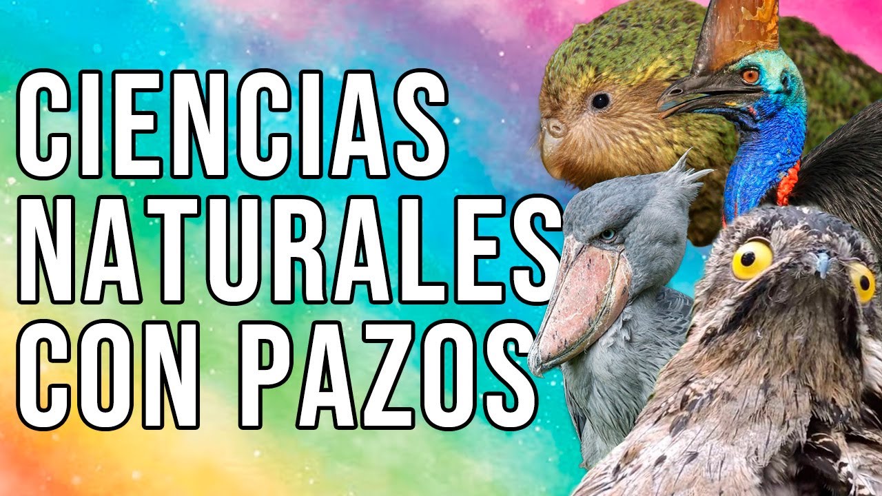 CIENCIAS NATURALES con PAZOS. Hoy, EL PÁJARO MAMADO