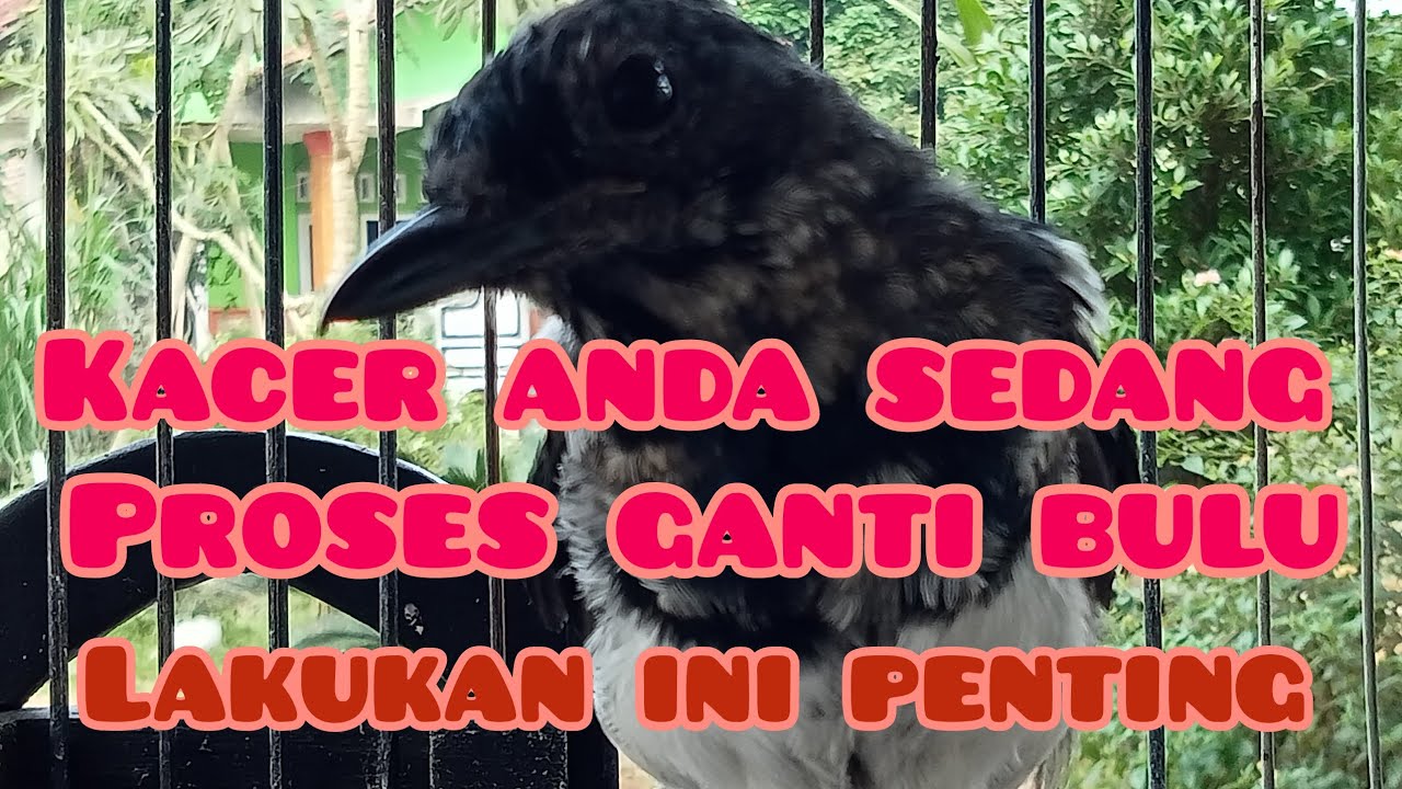 tips perawatan Kacer yang sedang lepas trotol