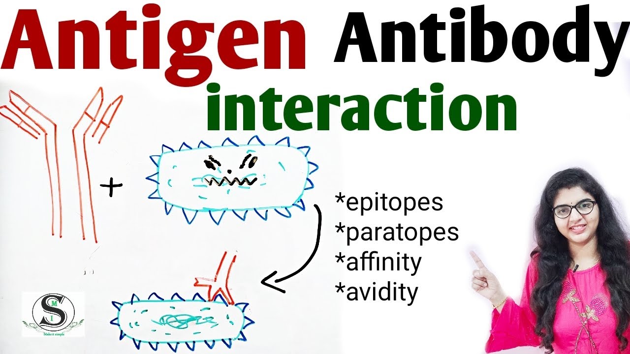 Antigen Antibody interaction  / Ag - Ab complex,  epitopes and peratopes, affinity and avidity