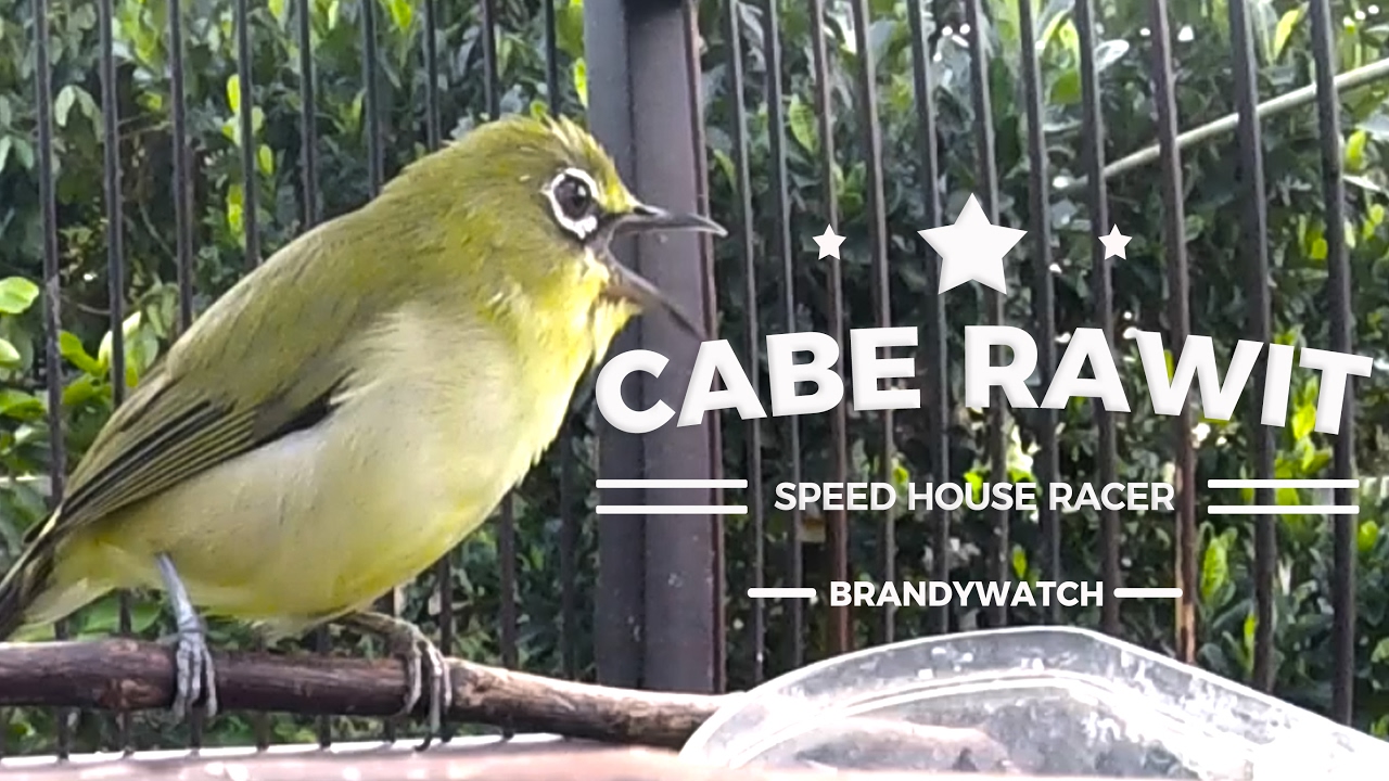 BRANDY WATCH : Drink Healthy BANGKA HONEY While Listening Zosterops Singing (SPEED RACER HOUSE)