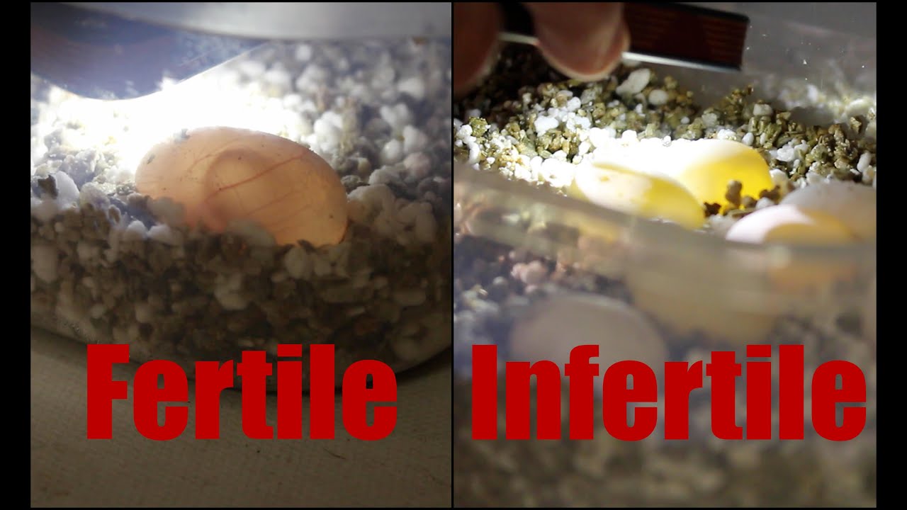 How to Tell if a Bearded Dragon Egg is Fertile