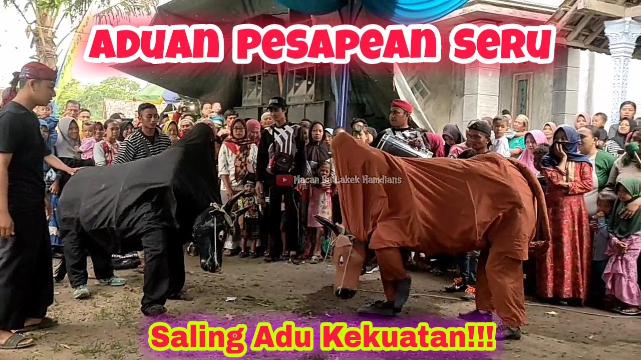 VIRAL LUCU!!! ADUAN PE SAPEAN MACAN BA LAKEK HAMDIANS