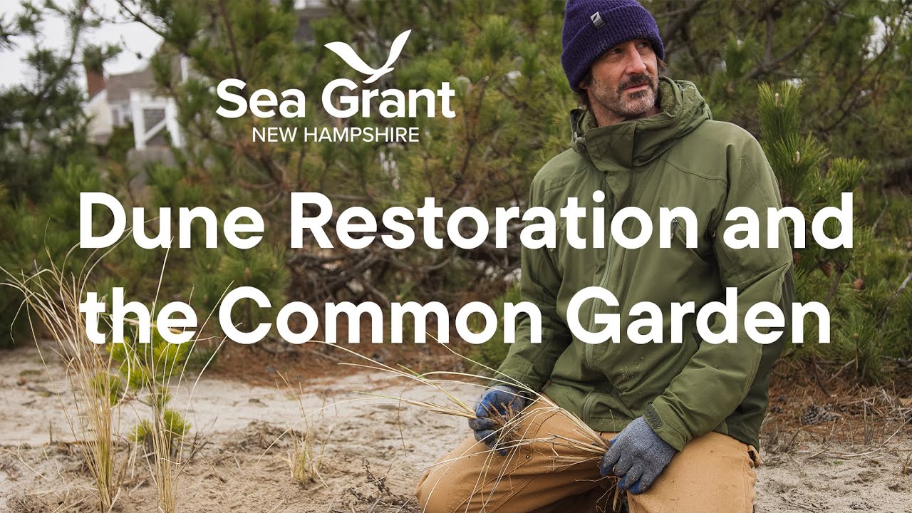 Restoring New Hampshire's Dunes with the Common Garden