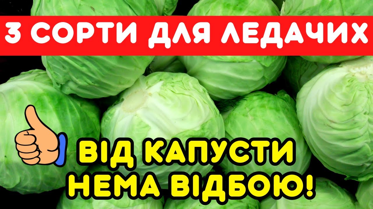 Це КОРОЛІ капустяної грядки! 3 сорти капусти ДЛЯ ЛЕДАЧИХ ГОРОДНИКІВ. Сорти капусти на 2024 рік
