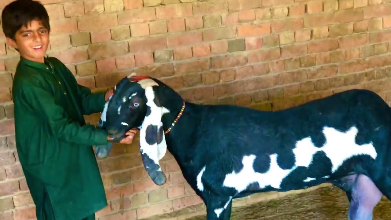Beetle bakriyon ka shauk#goatfarmingkarnekatarika is very good #beetalgoat the best video