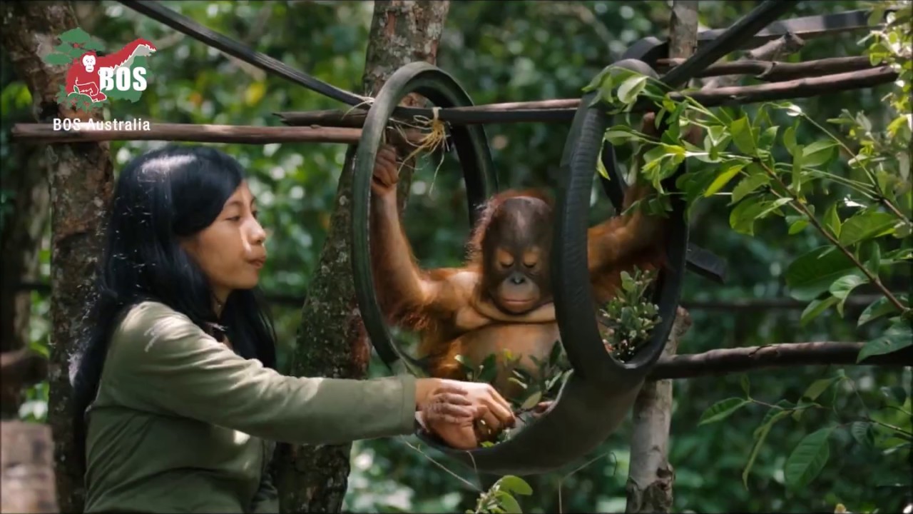 Borneo Orangutan Survival Foundation in a Nutshell