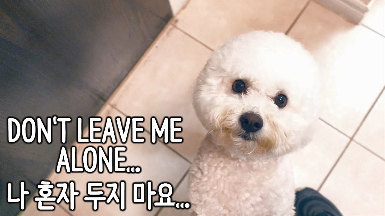 This will break your heart | Bichon separation anxiety problem | SOM-thing Special training