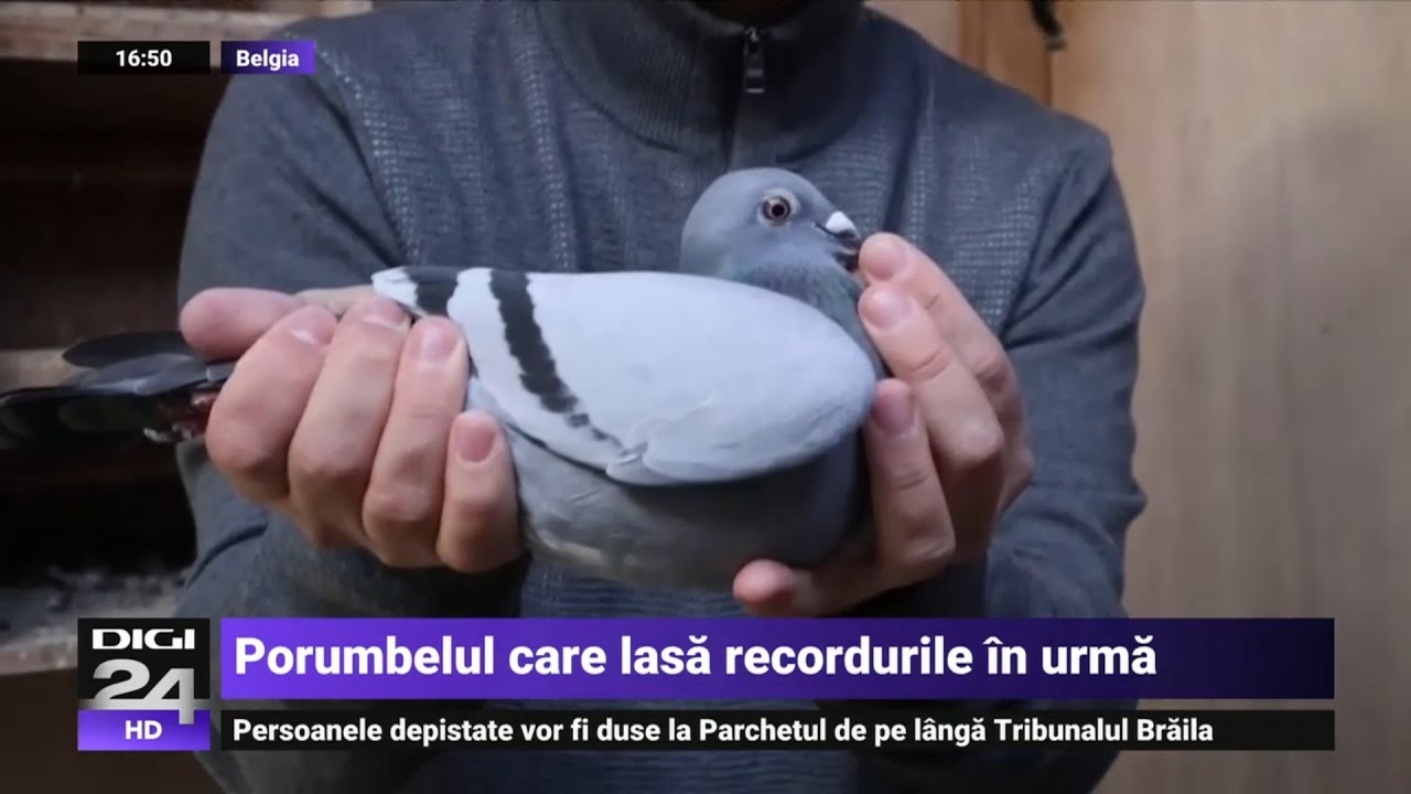 New Kim - porumbelul de peste 1,3 milioane de euro