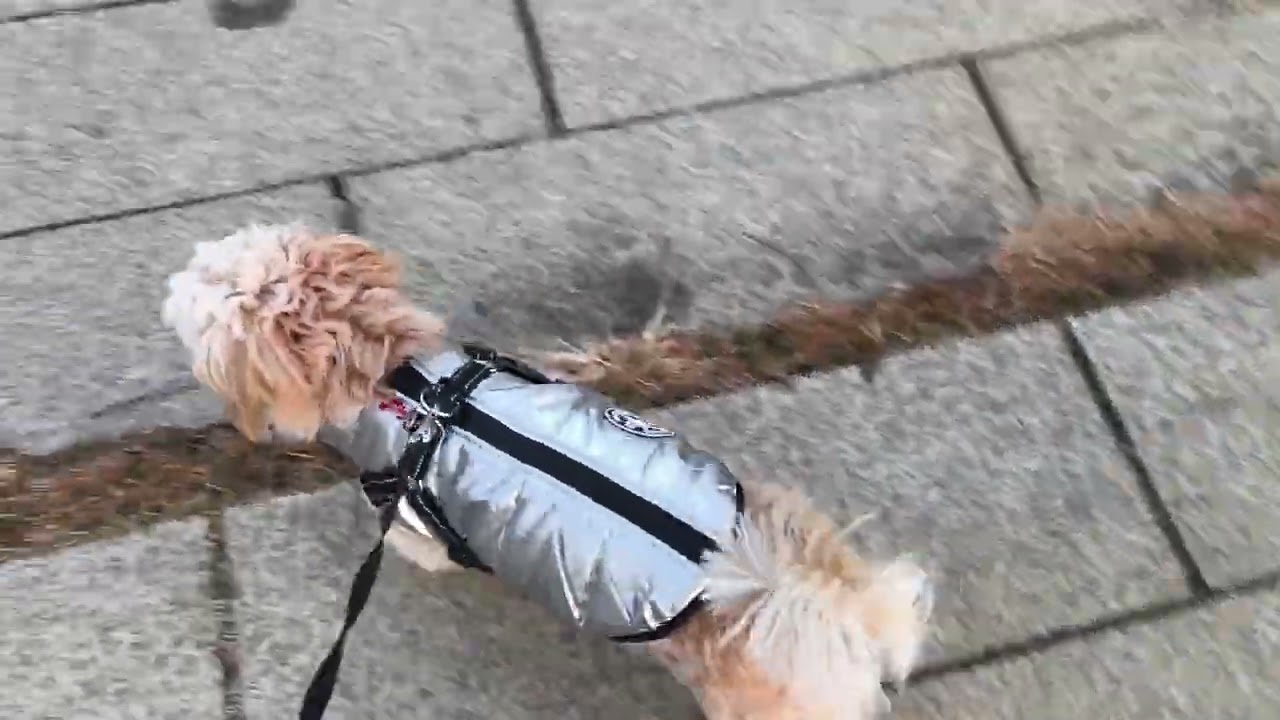 県立相模原公園愛犬 ポッキーの散歩です