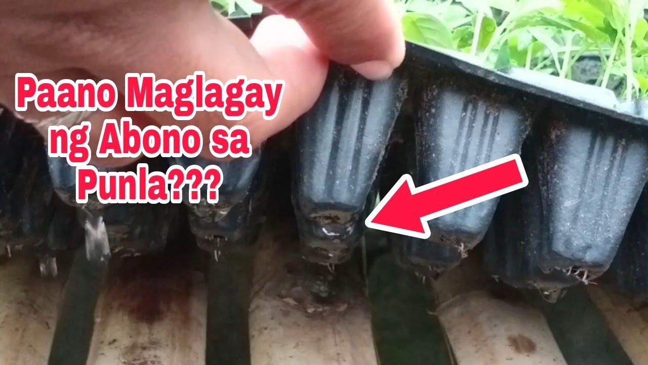 Paano Maglagay ng Abono sa Punla??
