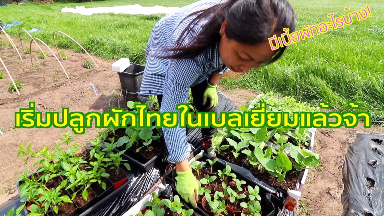 สาวไทยใจรักปลูกผักไทยในเบลเยี่ยมแม้ไม่มีที่ตัวเองวันนี้มาลงดินเธอมีเบี้ยอะไรบ้าง