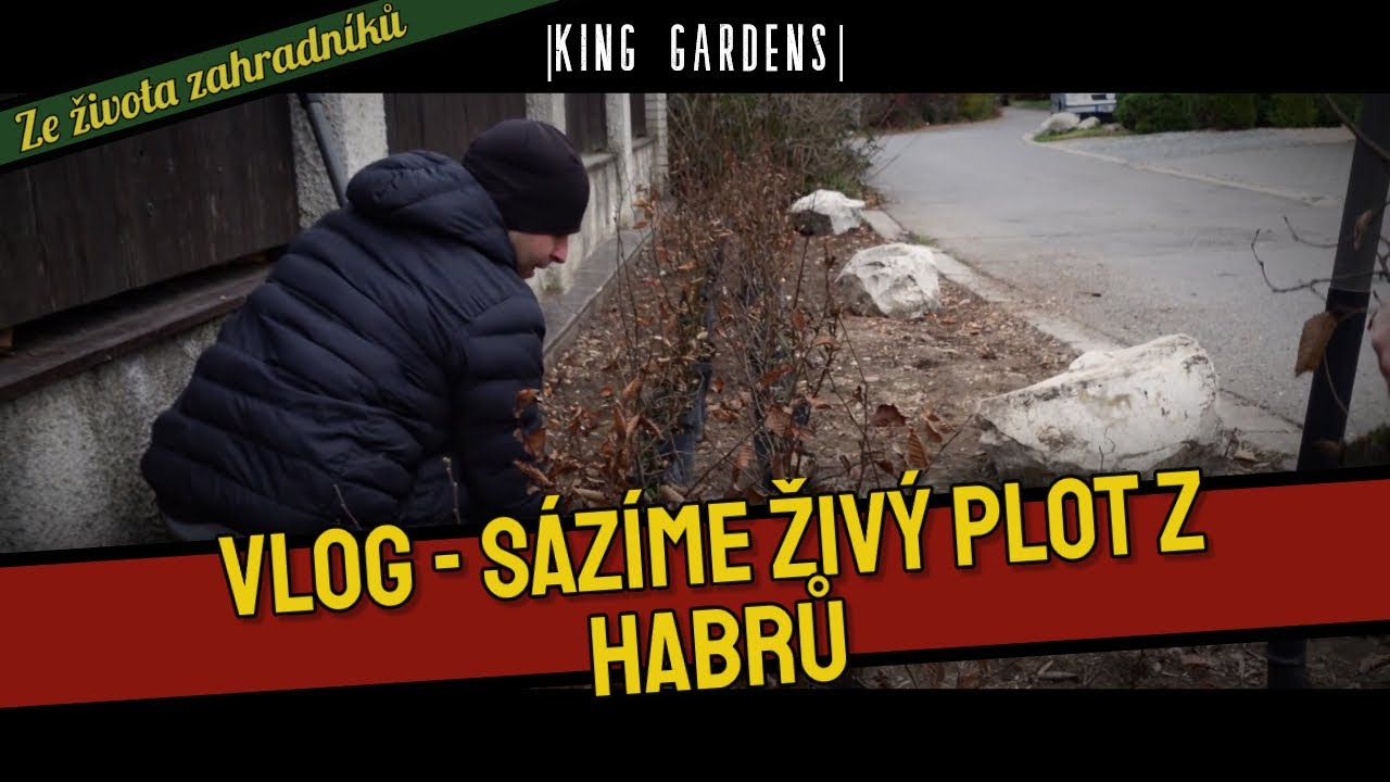 Jak na výsadbu živého plotu z habrů? 🎬 |KING GARDENS|