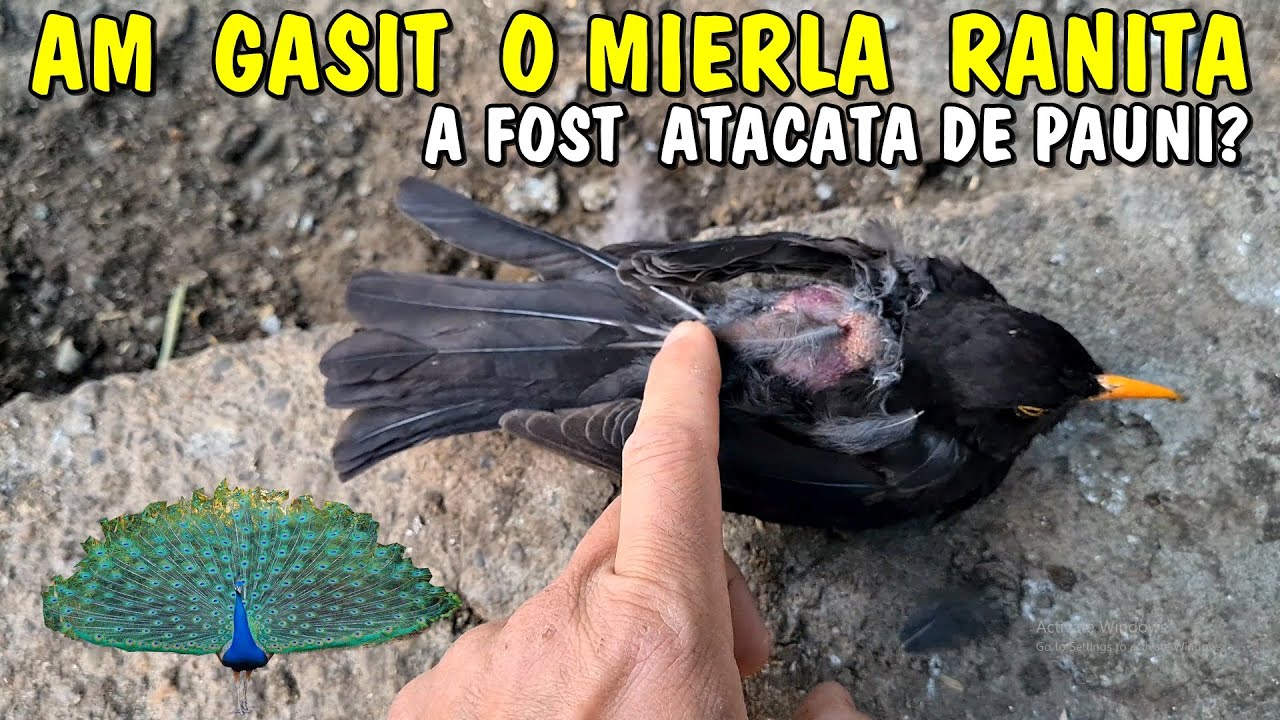 Viața la țară - Am găsit o mierlă atacată la Păuni în volieră.. Nu a supraviețuit